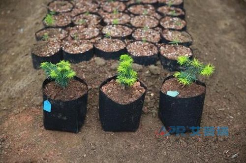 浙大pg电子官方网站——庆元百山祖，“植物界大熊猫”重回自然