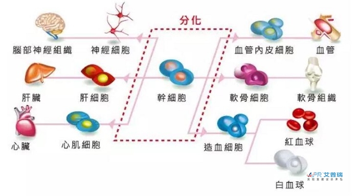 干细胞pg电子官方网站布局怎么设计？